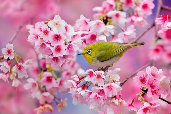 Hoa anh đào và biểu tượng của đất nước Nhật Bản - Bloom Spa